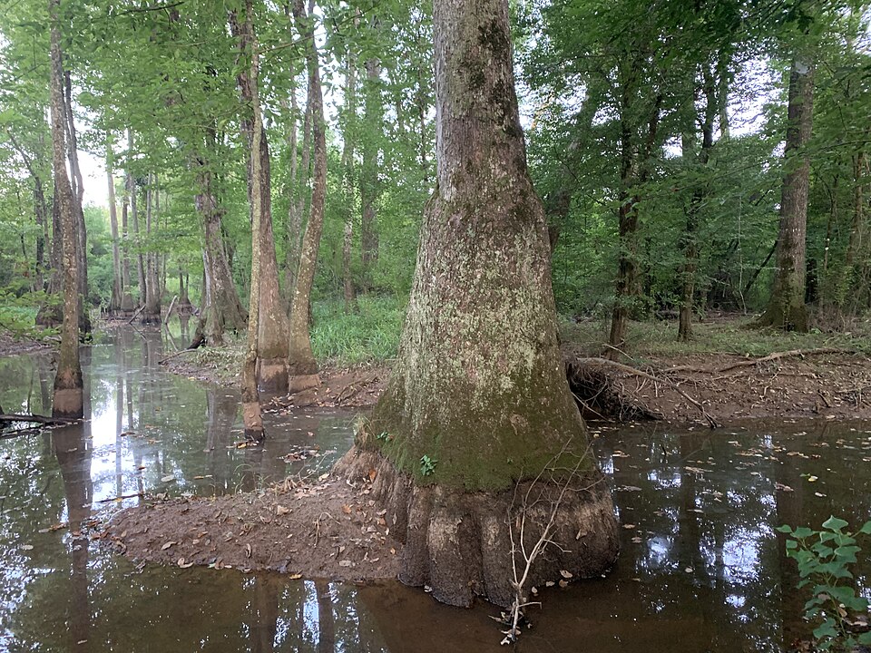 Downsville Authority